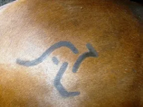 Stencil - kangaroo