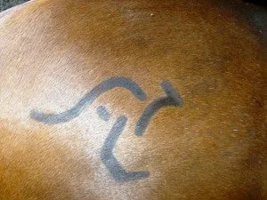 Stencil - kangaroo